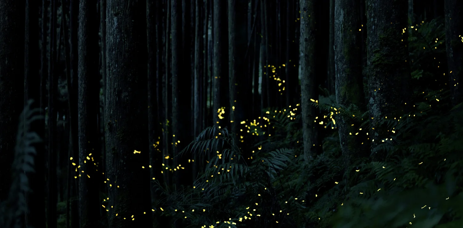 Orangutan & Houseboat Macerası - Görsel 4