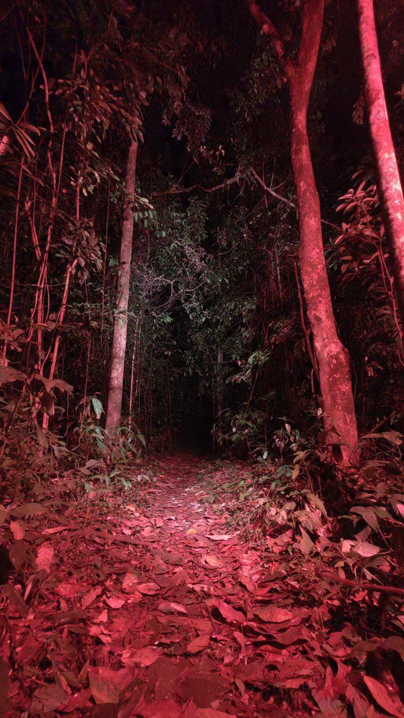 Orangutan & Houseboat Macerası - Görsel 8