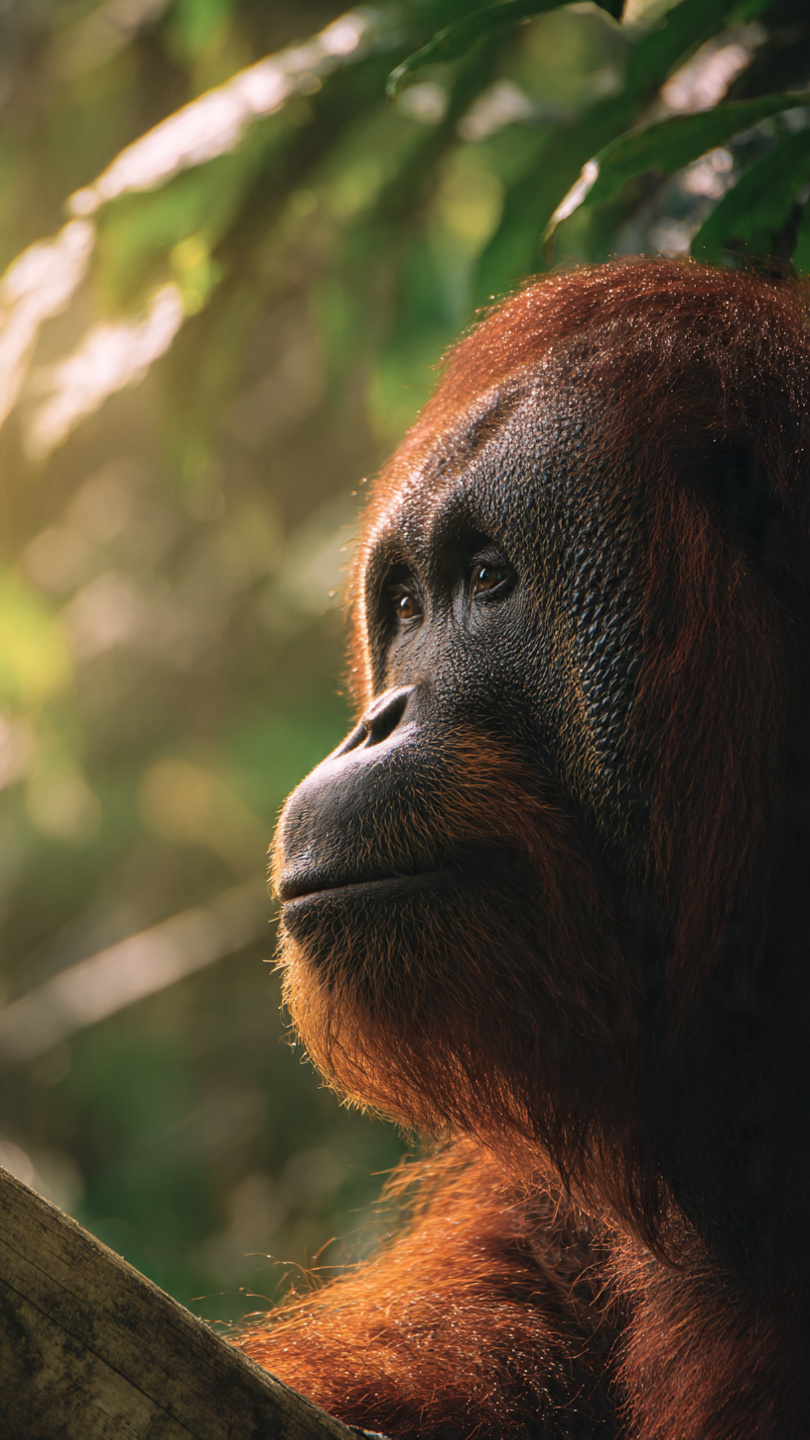 Endonezya Balayı: Ubud · Borneo · Nusa Penida · Gili Adaları - Görsel 3